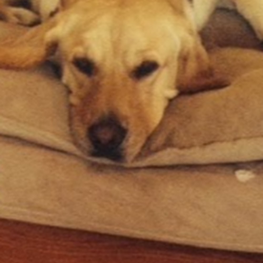 Meet your Posher, Suzanne